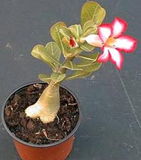 Adenium obesum