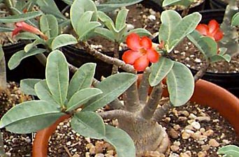 Adenium arabicum