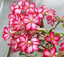 Adenium multiflorum