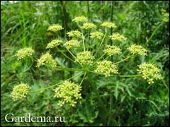 борщевик сибирский