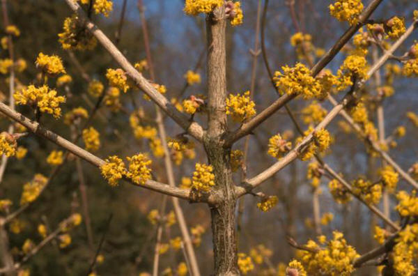 Cornus
