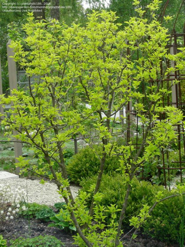 Cornus