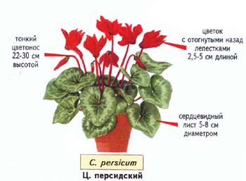Цикламен. Иллюстрация