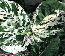 F. aspera