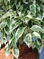 F. benjamina 'Starlight'