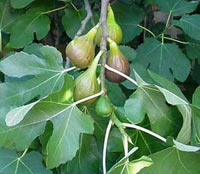 F. carica