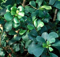 F. craterostoma
