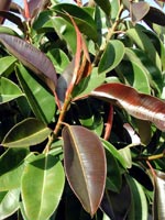 F. elastica