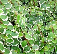 F. pumila variegata