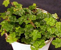 F. quercifolia