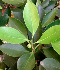 F. retusa