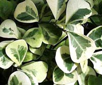 F. triangularis