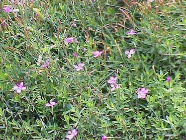 Dianthus deltoides