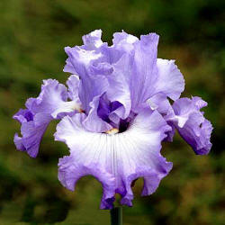 Last Song, Fort, 2003 Last Song, Fort, 2003