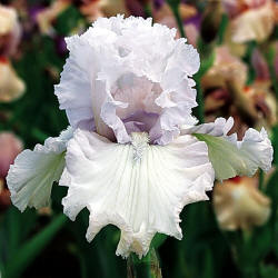 Venetian Glass, Keppel, 2003 Venetian Glass, Keppel, 2003