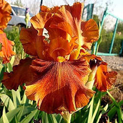 Carnival Time, Schreiner, 1976 Carnival Time, Schreiner, 1976