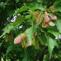Клен татарский (приречный, гиннала) (Acer tataricum subsp. Ginnala)
