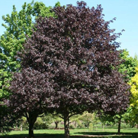 Клен остролистный (Acer platanoides) Royal Red