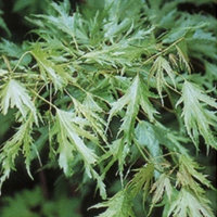 Клен