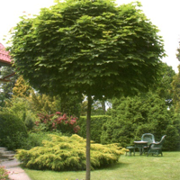 Клен остролистный (Acer platanoides) Globosum