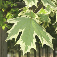 Клен остролистный (Acer platanoides) Drummondii