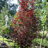 Клен остролистный (Acer platanoides) Crimson Sentry