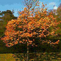 Клен ложноплатановый (Acer pseudoplatanus) Brilliantissimum