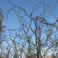 Ива вавилонская (Salix babylonica) Tortuosa