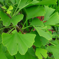 Гинкго двулопастное (Ginko biloba)