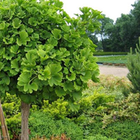 Гинкго двулопастное (Ginko biloba) Mariken
