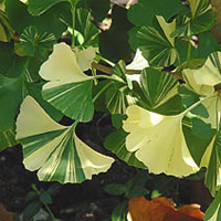 Гинкго двулопасное (Ginko biloba)