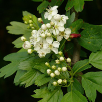 Боярышник однопестичный (Crataegus monogyna) Compacta