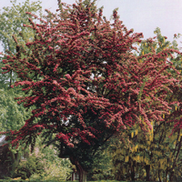 Боярышник колючий(Crataegus x media) Paul s Scarlet
