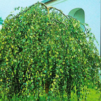 Береза бородавчатая (Betula pendula) Youngii