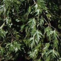 Береза бородавчатая (Betula pendula)