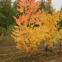 Багряник японский (Cercidiphyllum japonicum)
