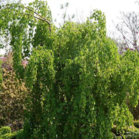 Багряник японский (Cercidiphyllum japonicum) Pendulum