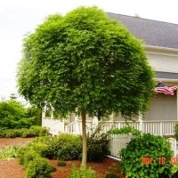 Ясень обыкновенный (Fraxinus excelsior) Nana