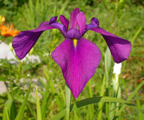 Сеянец Ю.Пирогова