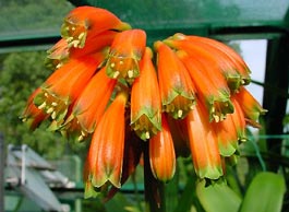 C. caulescens