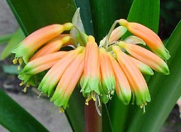 C. gardenii
