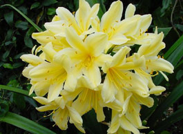 C. miniata citrina