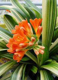 C. miniata striata