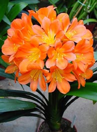C. miniata