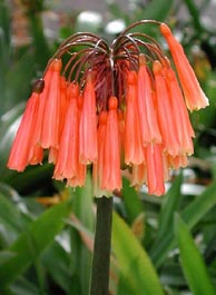 C. mirabilis
