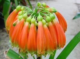 C. nobilis