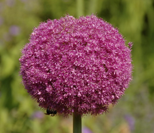 Декоративный лук (Allium)