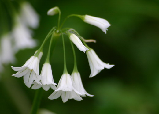 Декоративный лук (Allium)