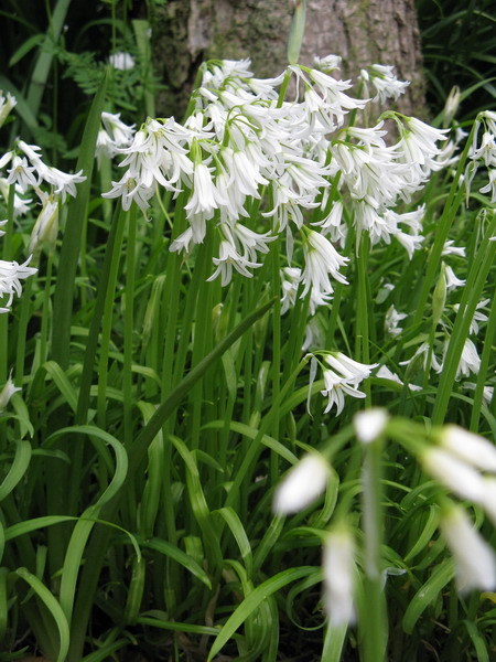 Декоративный лук (Allium)