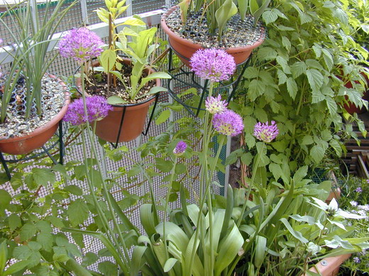 Декоративный лук (Allium)